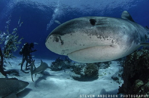 The world famous Emma joins us for the first time during ... by Steven Anderson 